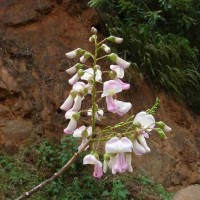 Gliricidia sepium (Jacq.) Steud.